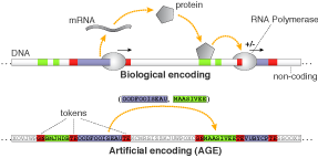 Analog Genetic Encoding
